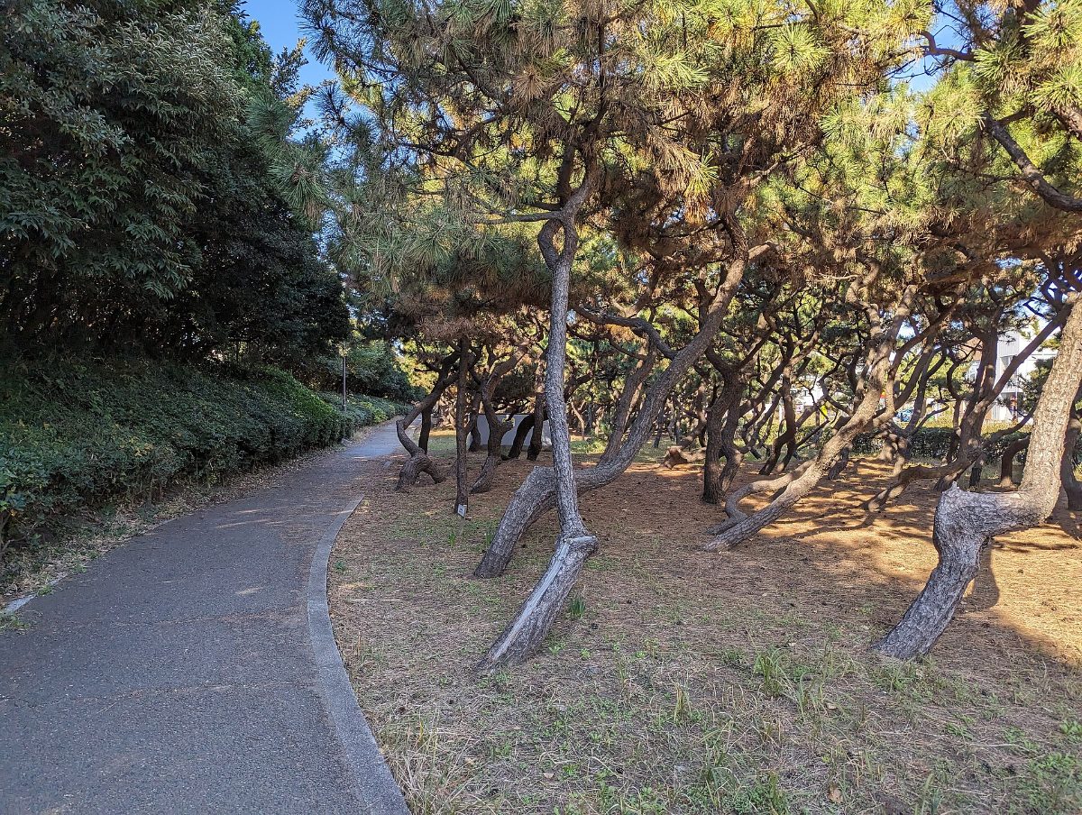 鵠沼海岸の松林の公園（2023年12月）